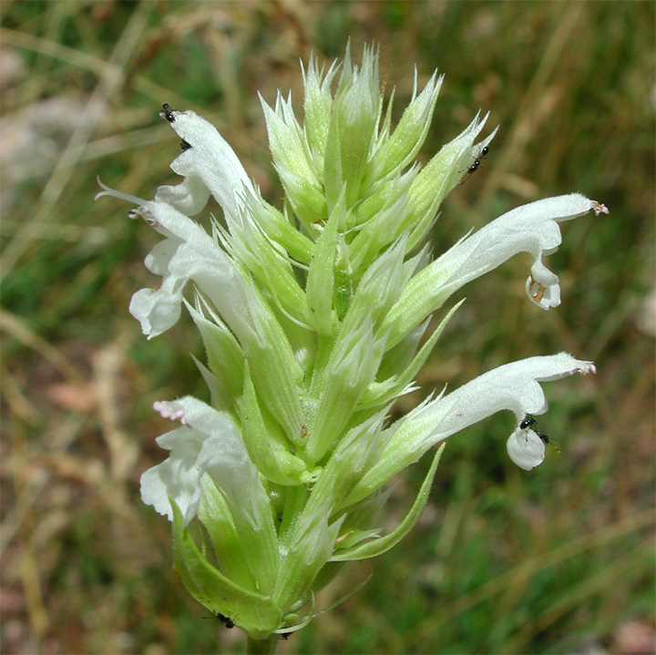 Plant image