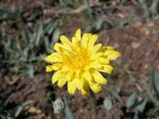 Plant image