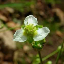 Plant image