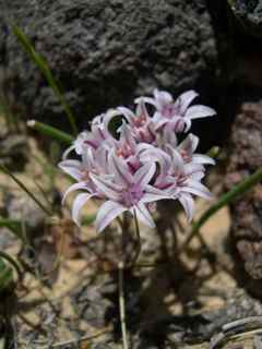 Plant image