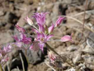 Plant image