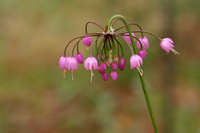 Plant image