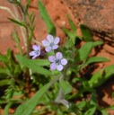 Plant image