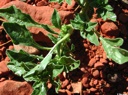 Plant image