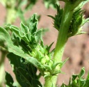 Plant image