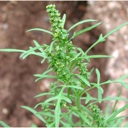 Plant image