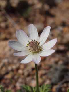 Plant image