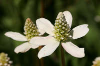Plant image
