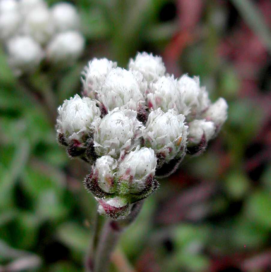 Plant image