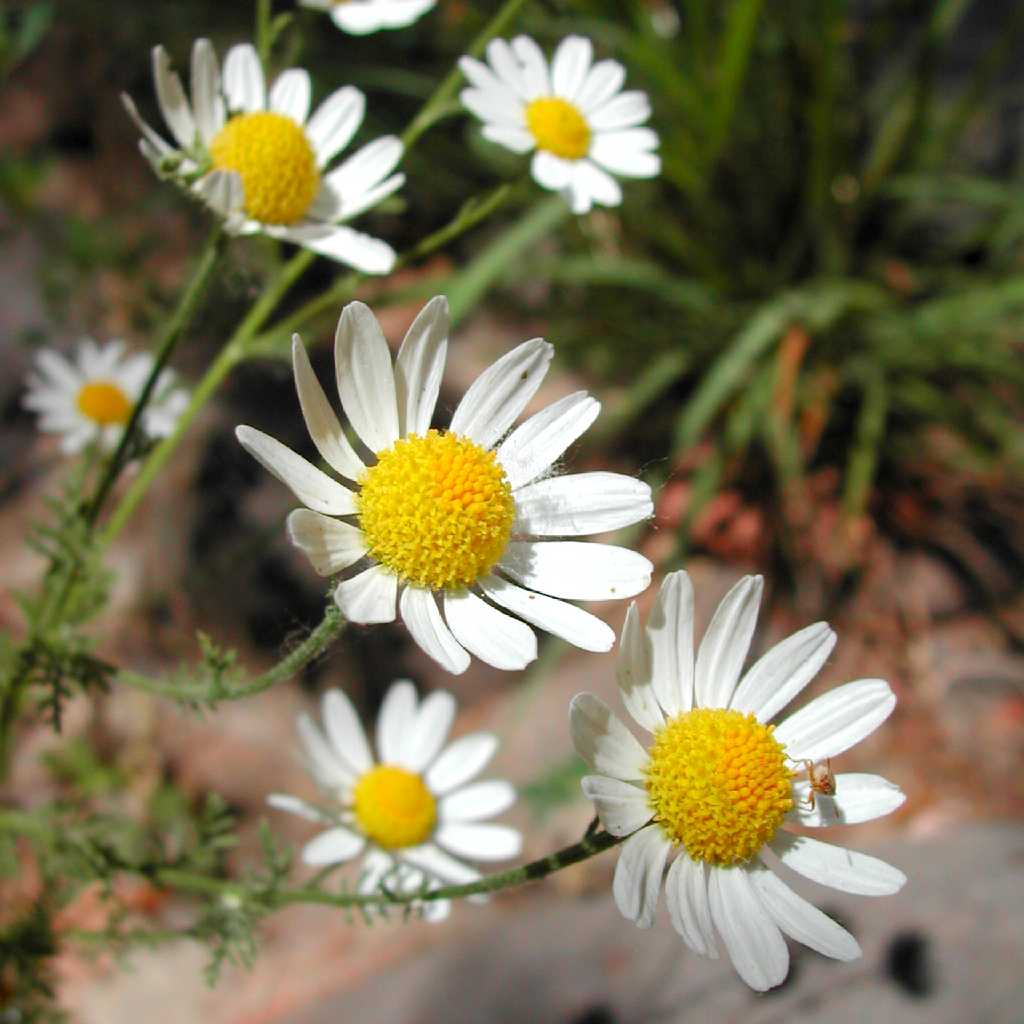 Plant image