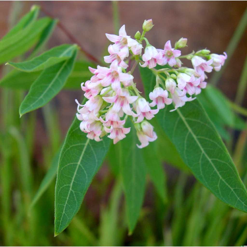 Plant image