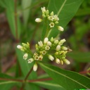 Plant image