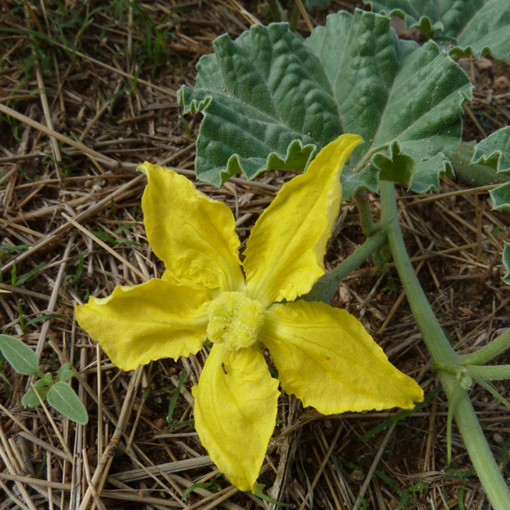 Plant image