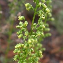 Plant image