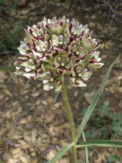 Plant image