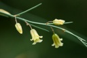 Plant image