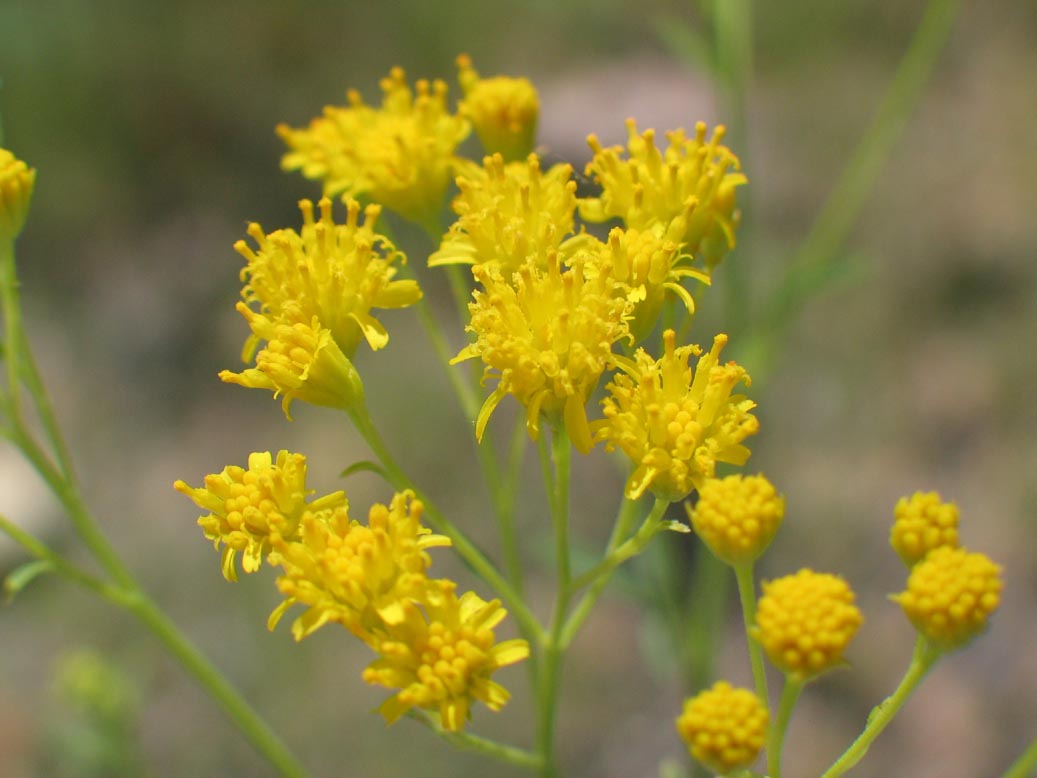 Plant image