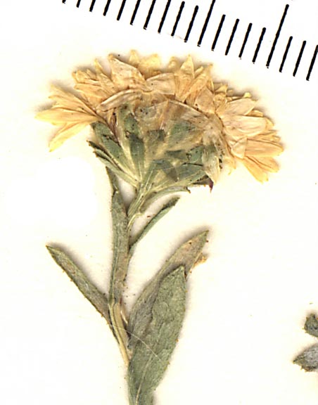 Plant image