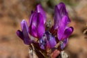 Plant image