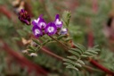 Plant image