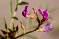 Plant image