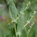 Plant image