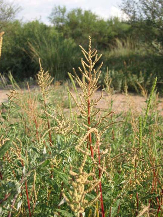 Plant image