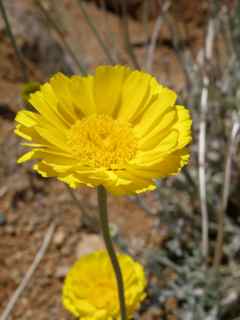 Plant image