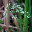 Plant image