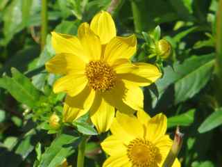 Plant image
