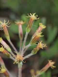 Plant image
