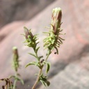 Plant image