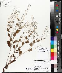 Plant image