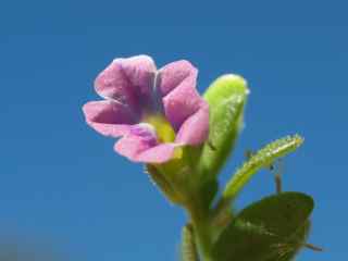 Plant image