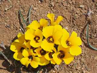 Plant image