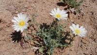 Plant Image