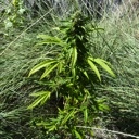 Plant image