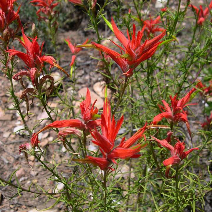 Plant image