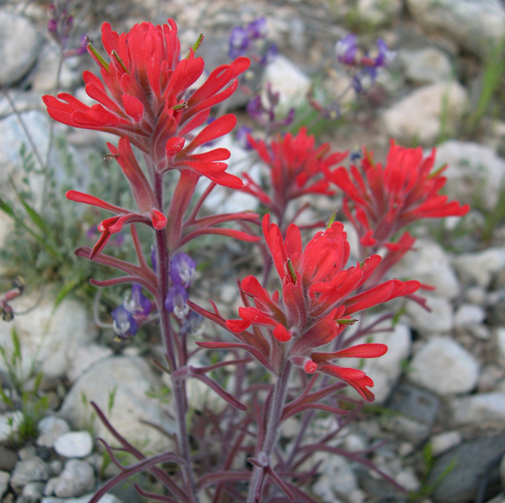 Plant image