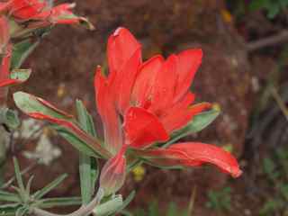 Plant image