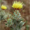 Plant image