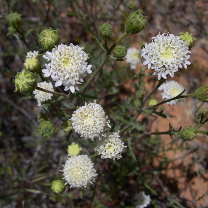 Plant image