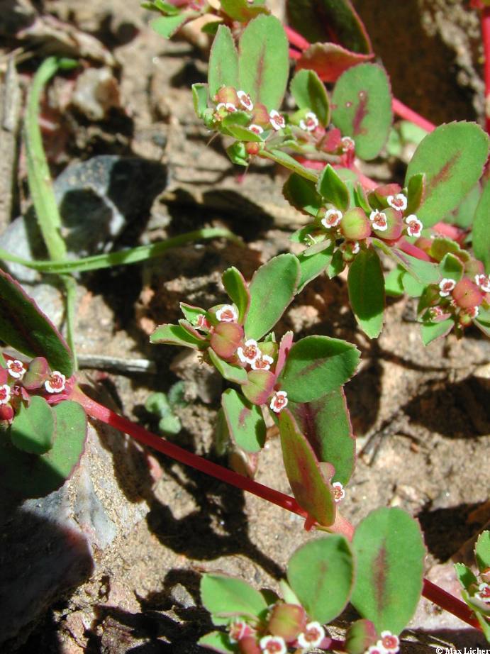 Plant image
