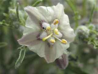 Plant image