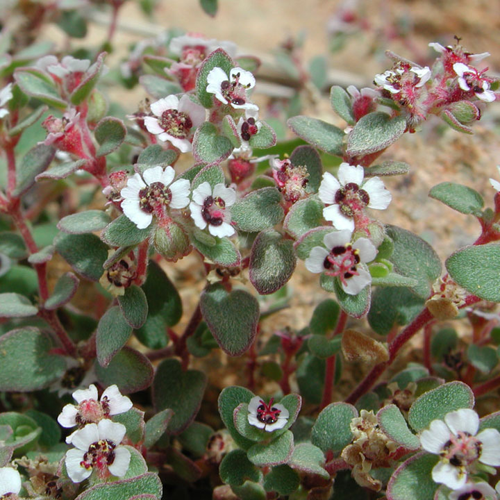 Plant image