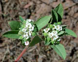 Plant image