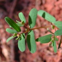 Plant image