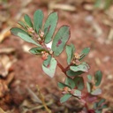 Plant image