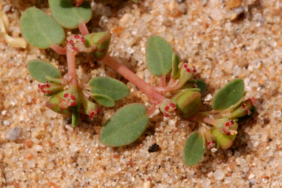 Plant image