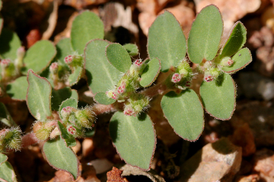 Plant image